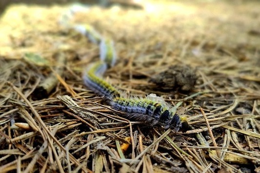 Do you want to know how to get rid of pine processionary caterpillars? Discover the 6 best methods.